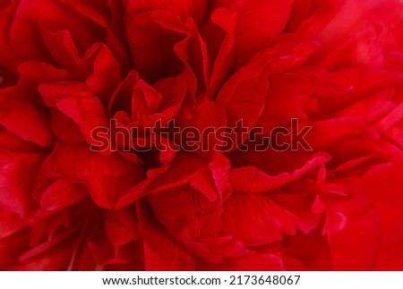 beautiful bright large double bud of red peony 