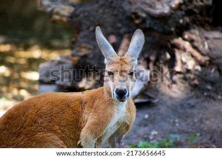 alarmed red kangaroo looks at the camera