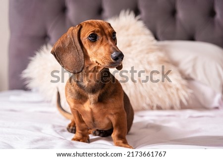DACHSHUND IN BED. HORIZONTAL PHOTOGRAPHY. COLOR.