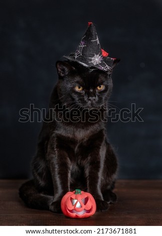 Adult black cat wearing hat for halloween sits with tiny pumpkin