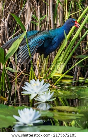 Purple Gallinule on Lily Pads in Marsh at Lacassine Wildlife Refuge in Southwestern Louisiana Royalty-Free Stock Photo #2173672185