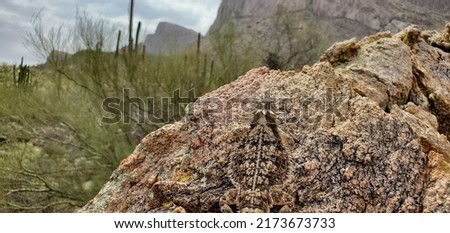 A beautiful adult regal horned lizard, Phrynosoma solare, basking on a rock in the Sonoran Desert taking in the view of mountains and cacti along the Linda Vista trail in Oro Valley, Arizona, USA. Royalty-Free Stock Photo #2173673733