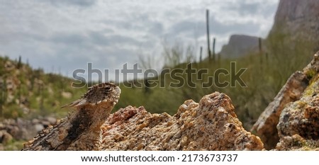 A beautiful adult regal horned lizard, Phrynosoma solare, basking on a rock in the Sonoran Desert taking in the view of mountains and cacti along the Linda Vista trail in Oro Valley, Arizona, USA.