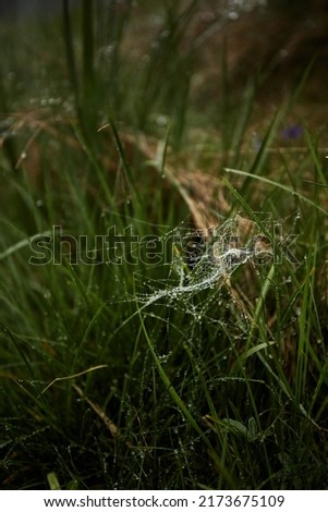 spider web with dew drops in grass of natural mountain valley. Rainy day. Summer in Carpathian Mountains. Ukraine