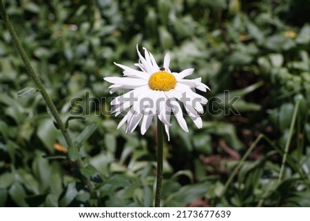 chamomile marguerite daisy with blurred green leaves background