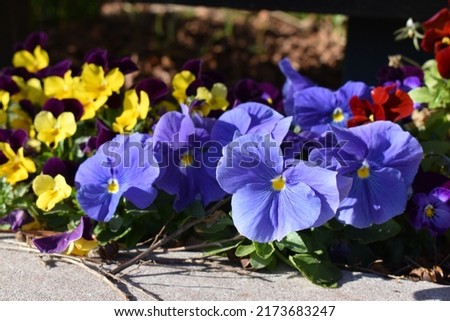 Beautiful blooming pansy with colorful blooms (Viola × wittrockiana)