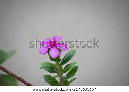 Beautiful Pink flowers - Amazing decoration , Blooming flowers - Floral Decoration