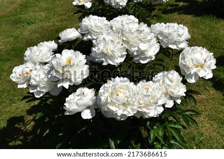 Peony variety 'Gardenia' bloom with white flowers, close-up