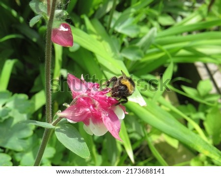 a bumblebee with black and yellow stripes on its body collects pollen on a pink flower growing in a summer garden