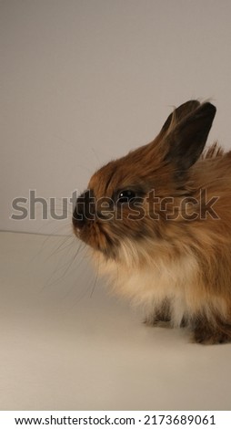 Cute fluffy rabbit. Bunny pastel delicate color.