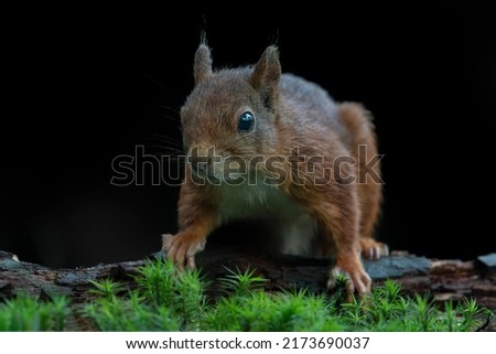 Beautiful Red squirrel (Sciurus vulgaris)  on a branch in the forest of Noord Brabant in the Netherlands. Dark background.
                                                              