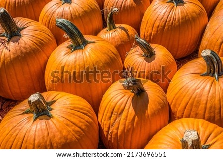 Looking downward at different sizes of pumpkins grouped together for sale at a farm on a bright sunny day in autumn
