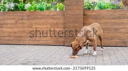 homeless dog of brown color at the street in summer, eating burger