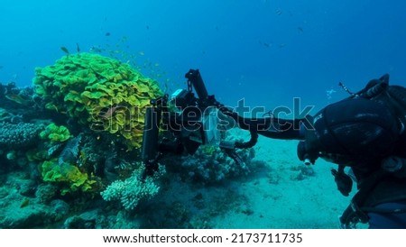 Underwater videographer shooting tropical fishes swimming near Lettuce coral or Yellow Scroll Coral (Turbinaria reniformis). Red sea, Egypt
