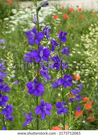 Barnacle spur, consolida ajacis is a wild and medicinal plant with blue flowers. Royalty-Free Stock Photo #2173712065