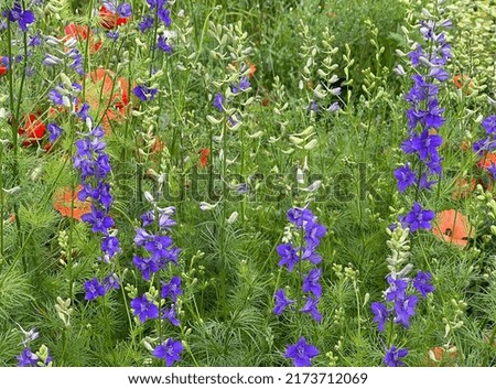 Barnacle spur, consolida ajacis is a wild and medicinal plant with blue flowers. Royalty-Free Stock Photo #2173712069
