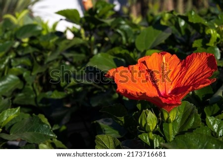 Orange Hibiscus rosa-sinensis,  , China rose, Hawaiian hibiscus, rose mallow and shoeblack plant. 