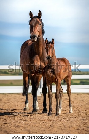 Foal Baby Horse and Mother Equine Young Standing in Paddock Pasture Arena Royalty-Free Stock Photo #2173719527