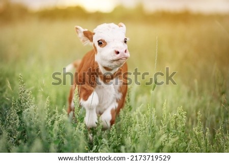 Calf Baby Cow Mini Hereford in Field Pasture at Sunset Royalty-Free Stock Photo #2173719529