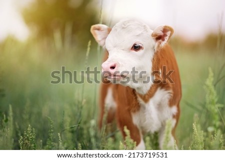 Calf Baby Cow Mini Hereford in Field Pasture at Sunset Royalty-Free Stock Photo #2173719531