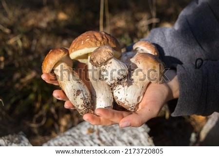 porcini mushrooms collected in the forest, in the hands of a person. An interesting walk in the forest and a successful mushroom picking. hobby to collect mushrooms. selective focus Royalty-Free Stock Photo #2173720805