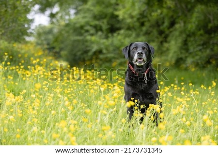 Black Labrador retriever sitting down on grass amongst yellow buttercups and looking direct in camera Royalty-Free Stock Photo #2173731345