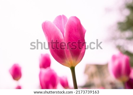 Pink tulip in focus. Closeup view of a pink tulip isolated on white sky background in the park.