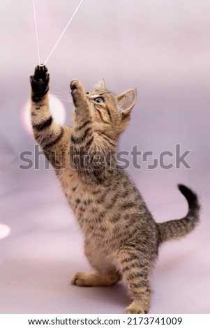 A striped kitten is playing with a string and standing on its hind legs. Lilac pastel background, close-up