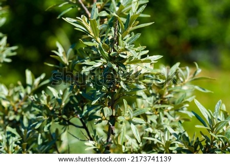 Close up of a sea buckthorn, also called Hippophae rhamnoides or Sanddorn with green leaves.