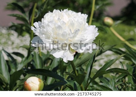 White double flower of Paeonia lactiflora (cultivar Casablanca) close-up. Flowering peony in garden