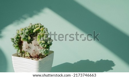 Incredible Echeveria pulvinata frosty cristata, succulent in a white square pot on a blue borderless background. Shadows from the window. Blue cyclorama. Copy space.