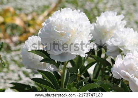 White double flowers of Paeonia lactiflora (cultivar Baroness Schroeder). Flowering peony in garden
