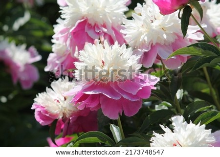 Pink-white double flowers of Paeonia lactiflora (cultivar Cora Stubbs). Flowering peony in garden