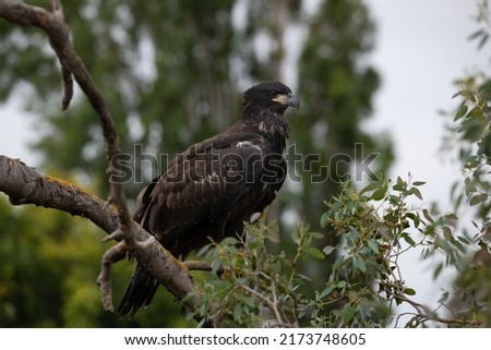 Juvenile bald eagle perched in tree Royalty-Free Stock Photo #2173748605