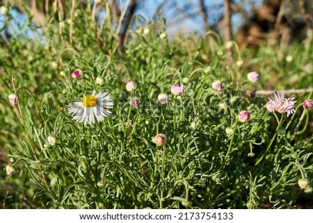 Flowering of daisies or marguerite. Oxeye daisy, Leucanthemum vulgare, 
