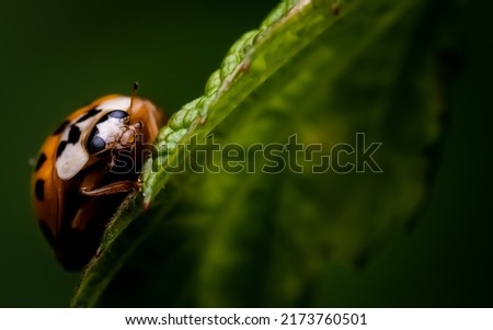 Macro photography of insect on the leaf Royalty-Free Stock Photo #2173760501