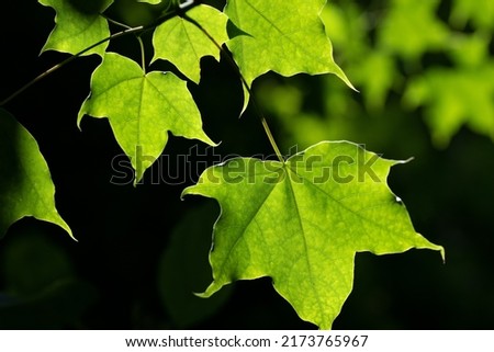 Bright green maple leaves against the light against a dark background. You can see light and shadow under a tree in summer.
