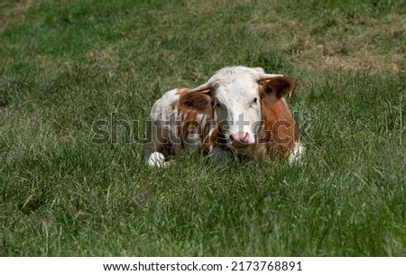 A young cow sits on a green pasture. The beef is spotted white and brown. It rests and examines its surroundings curiously.
