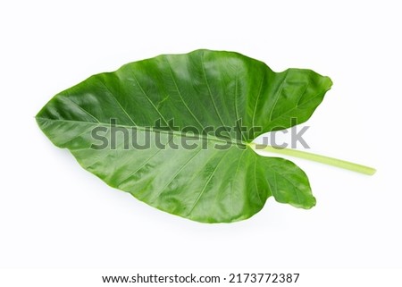 Elephant Ear leaf on white background.