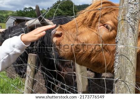 Highland cattle or Highland cow it's a Scottish breed of rustic cattle. It originated in the Scottish Highlands and the Outer Hebrides islands of Scotland and has long horns and a long shaggy coat.  Royalty-Free Stock Photo #2173776549