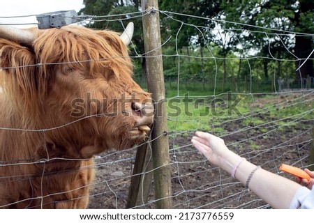 Highland cattle or Highland cow it's a Scottish breed of rustic cattle. It originated in the Scottish Highlands and the Outer Hebrides islands of Scotland and has long horns and a long shaggy coat.  Royalty-Free Stock Photo #2173776559