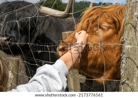 Highland cattle or Highland cow it's a Scottish breed of rustic cattle. It originated in the Scottish Highlands and the Outer Hebrides islands of Scotland and has long horns and a long shaggy coat.  Royalty-Free Stock Photo #2173776561