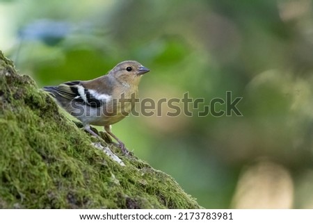 Juvenile common chaffinch (Fringilla coelebs) on a tree trunk in the woods. Royalty-Free Stock Photo #2173783981