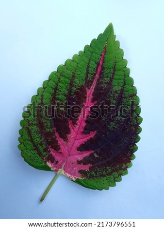 closeup picture of miyana tree leaves, ornamental plants with colorful leaves