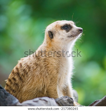 Meerkatst in with blur background