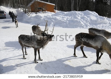 Reindeer roaming in the snow of Alaska