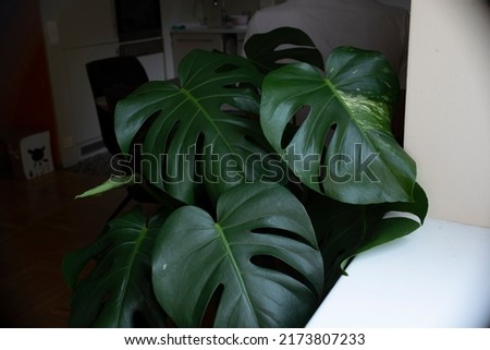 This is a sport of a Monstera deliciosa called "Miracle". Tropical houseplant Royalty-Free Stock Photo #2173807233