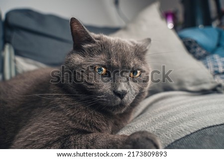 in room a cat, in warm light, it's british shorthair, it may also ordinary domestic cat