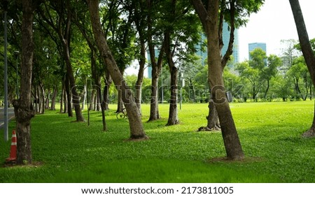 The park is lined by rows of tall trees