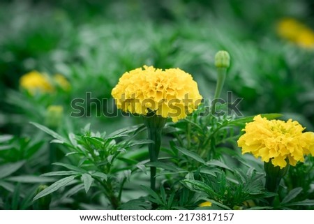 beautiful yellow marigold flower. flower with nature green leaves background.